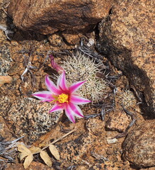 Cochemiea blossfeldiana, photograph (c) Rosario Douglas, some rights reserved (CC BY)