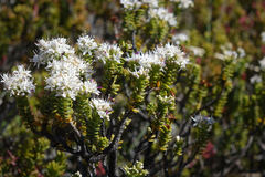 Veronica buchananii