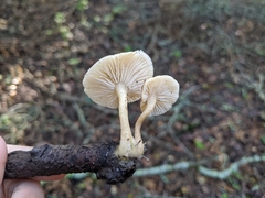 Clitocybe salmonilamella