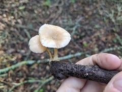 Clitocybe salmonilamella