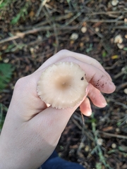 Clitocybe salmonilamella