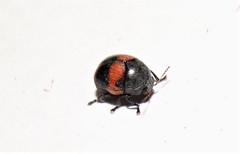 Ditropidus pulchellus