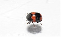 Ditropidus pulchellus