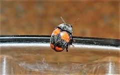 Ditropidus pulchellus