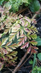 Conioselinum