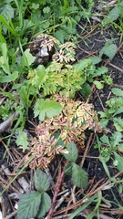 Conioselinum