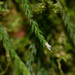 Podochilus tenuis - Photo (c) Kinmatsu Lin, μερικά δικαιώματα διατηρούνται (CC BY-NC), uploaded by Kinmatsu Lin