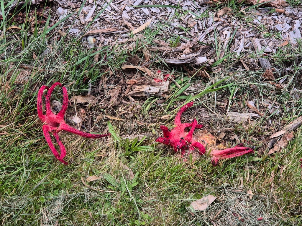 Clathrus archeri · December 2025 · photo: © ianrainbow (iNaturalist, cc-by)