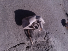 Caretta caretta