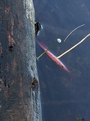 Eriocaulon aquaticum