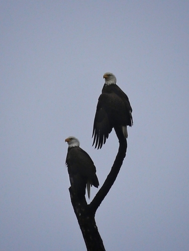 Bald Eagle photographed in Florida