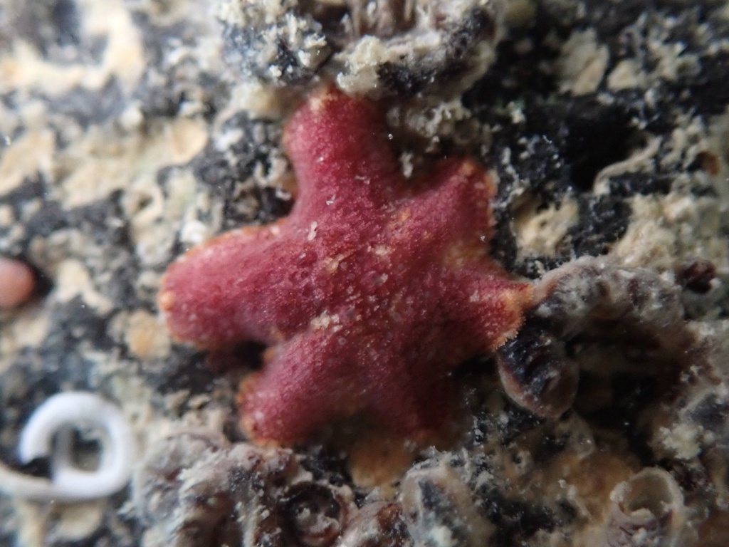 Seven-armed Coral Star