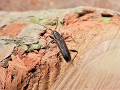 Callidiopis scutellaris