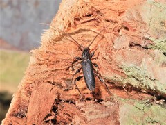 Callidiopis scutellaris