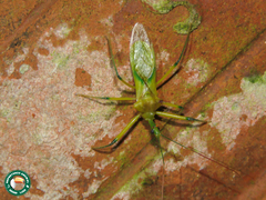 Ploeogaster
