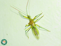 Ploeogaster