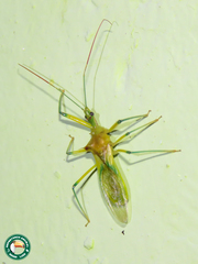 Ploeogaster