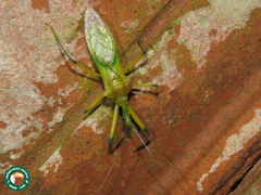 Ploeogaster