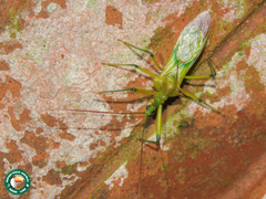 Ploeogaster