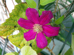 Clematis × jackmanii