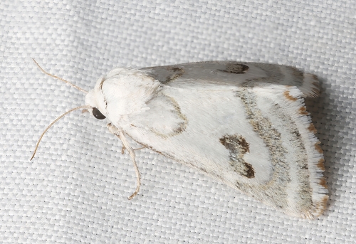 Schinia reniformis photo 5