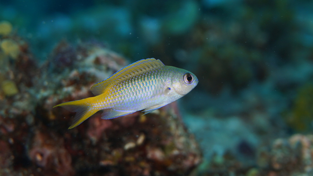 Guam Damsel