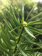 Podocarpus glomeratus