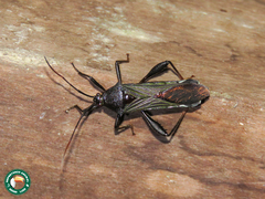 Grammopoecilus angustatus