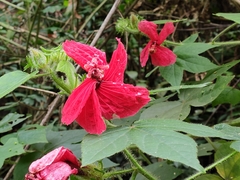 Hibiscus uncinellus