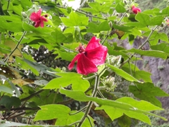 Hibiscus uncinellus