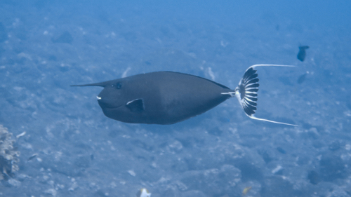 Photo of Annulate Unicornfish (Naso annulatus)