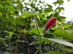 Hibiscus uncinellus
