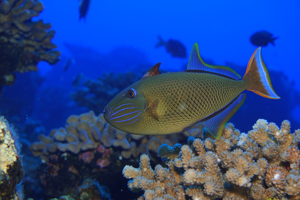 Blue-throat trigger (Xanthichthys mento) — Balistidae