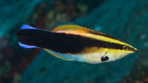 Blackspot cleaner wrasse (Labroides pectoralis) — Labridae — 3