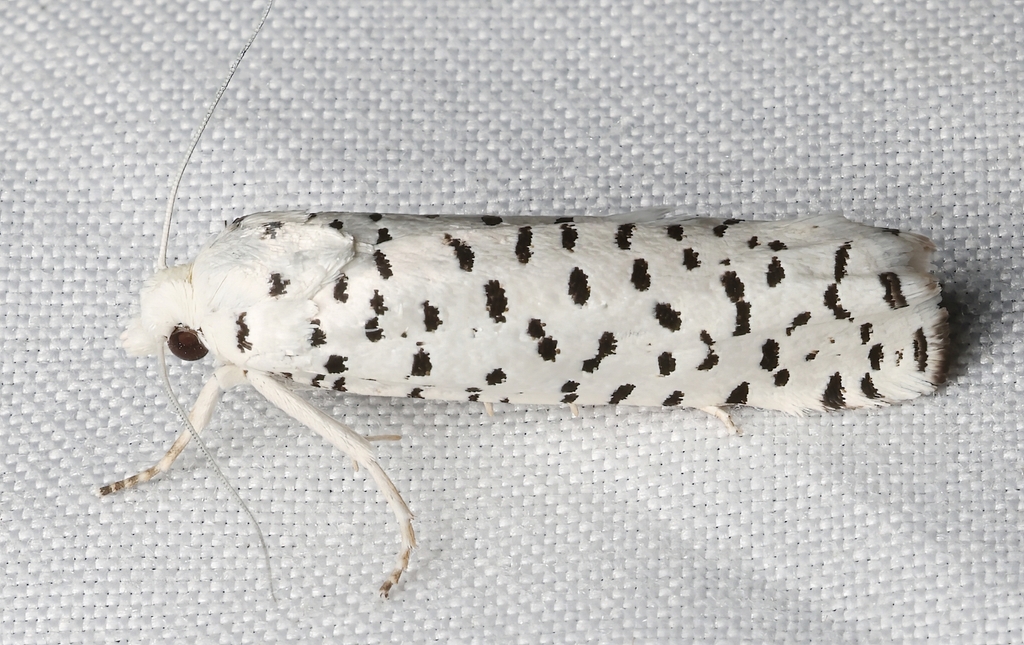 Pelochrista hyponomeutana