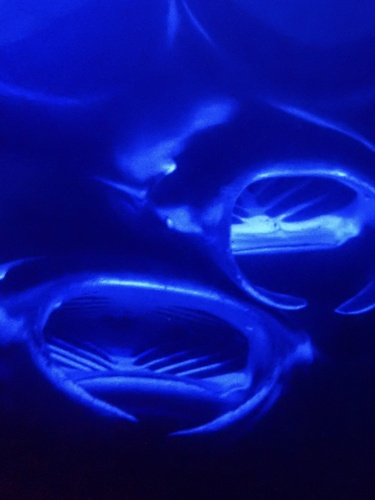 Reef Manta Ray photographed in Hawaii