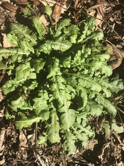 Berlandiera lyrata