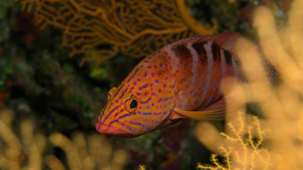 Sixspot grouper (Cephalopholis sexmaculata) — Serranidae