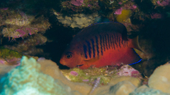 Mango Angelfish photo 2
