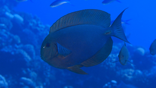 Bluelined surgeonfish (Acanthurus nubilus) — Acanthuridae — 5