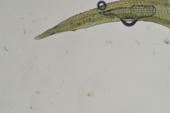 Amphidium mougeotii