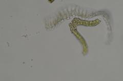 Amphidium mougeotii