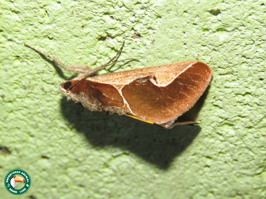 Arpia janeira