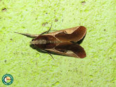 Arpia janeira
