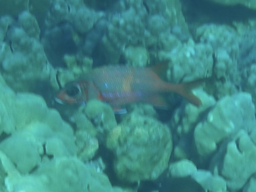 Sargocentron tiere, 2025-11-08