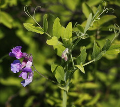 Lathyrus palustris pilosus