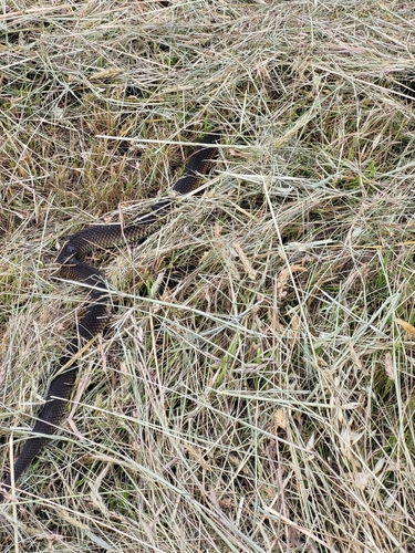 Lowlands Copperhead sighting