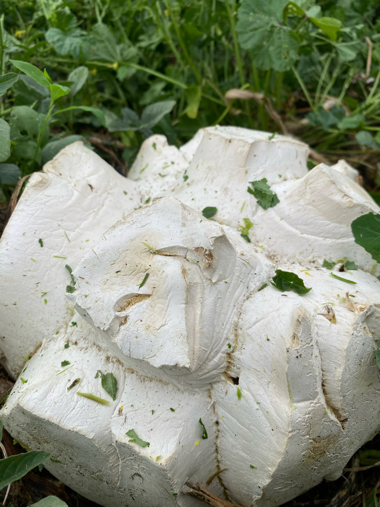 Calvatia gigantea · December 2025 · photo: © hannah_whittall (iNaturalist, cc-by)