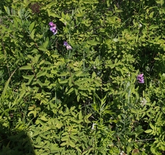 Lathyrus palustris pilosus