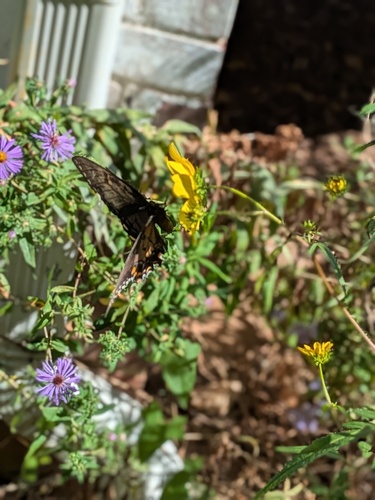Eastern Tiger Swallowtail